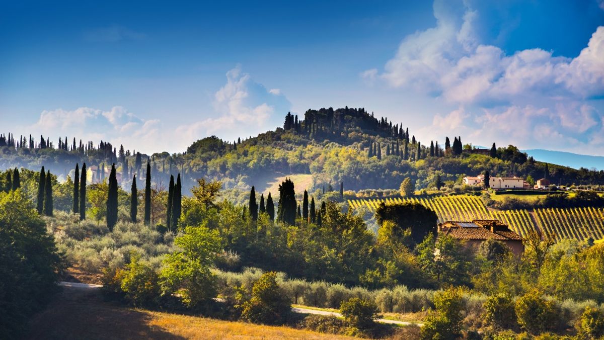 Tuscany Vineyard Landscape at Sunrise, Italy