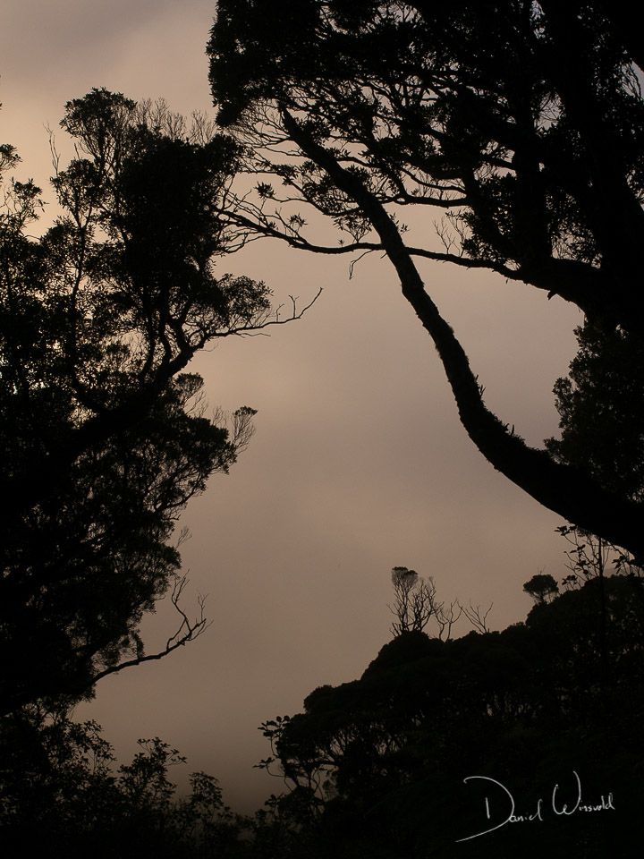 Christmas tree, Stewart Island, New Zealand