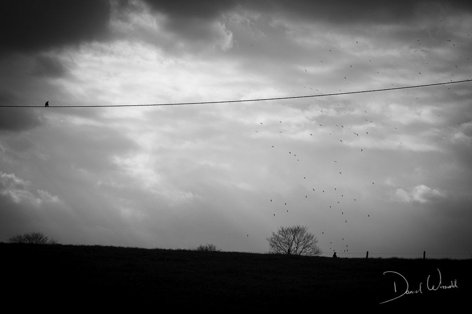 Lonely Bird, Geneve, Switzerland