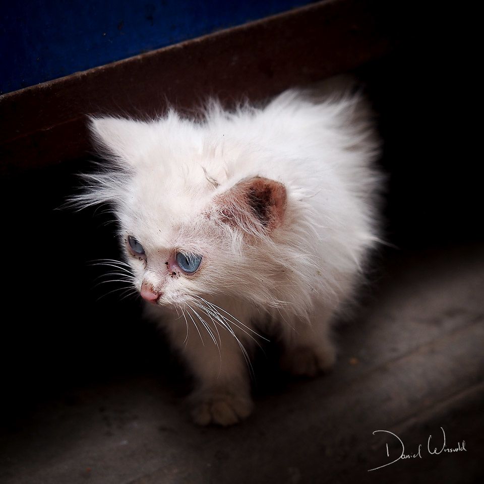 Chinese cat II, Xi'an, China