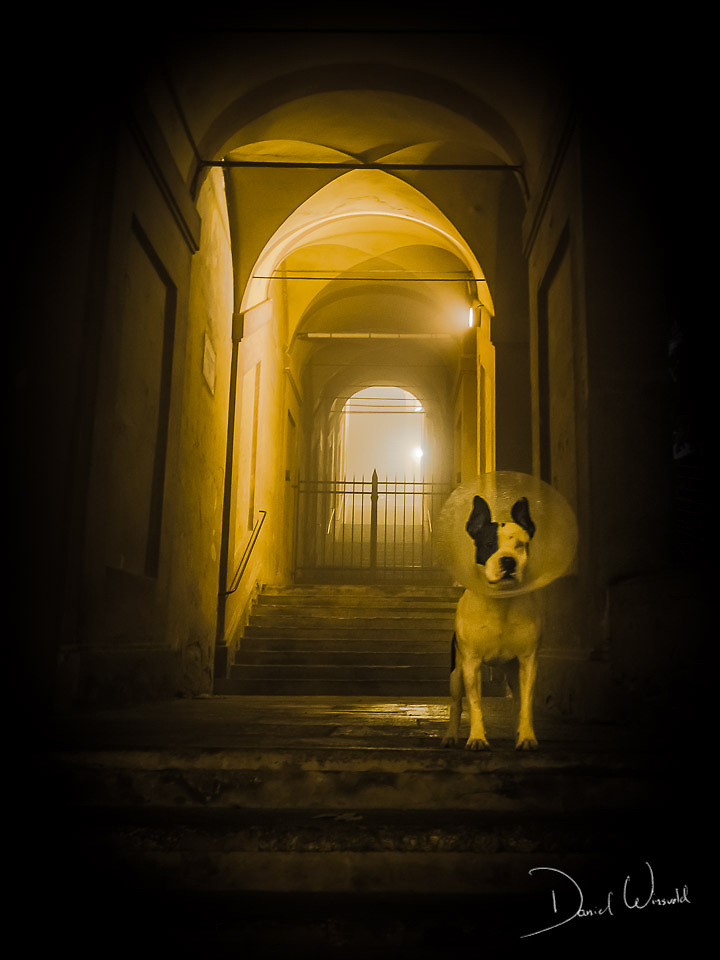 Cerberus, Bologna, Italy