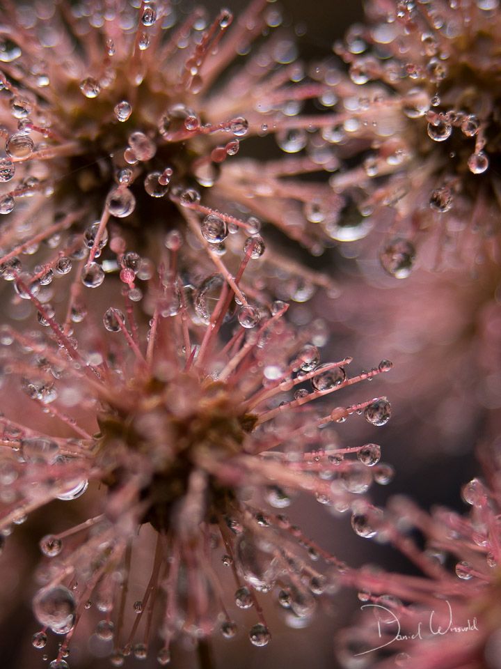 Morning Dew, Mount Hopeless, New Zealand