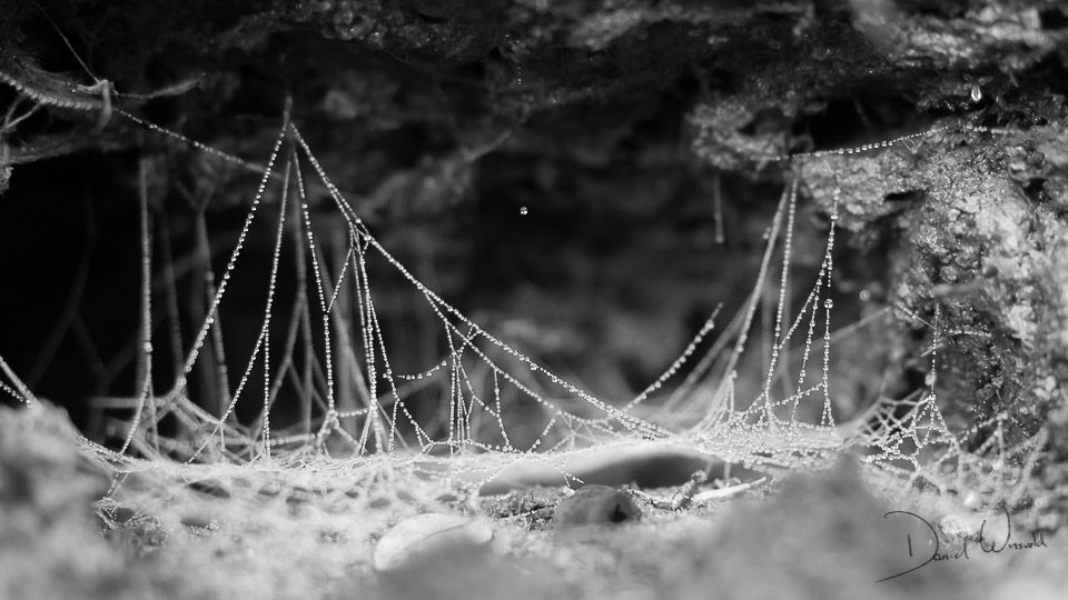 Tangle, Mount Hopeless, New Zealand