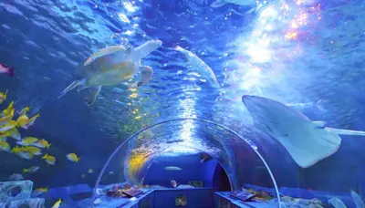 出典：https://www.aquarium.gr.jp/