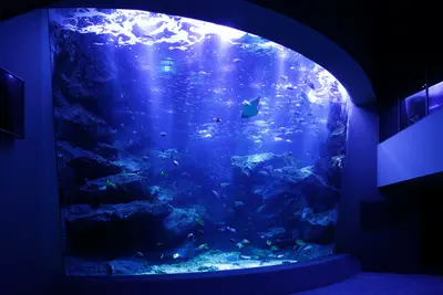 出典：https://www.sumida-aquarium.com/index.html