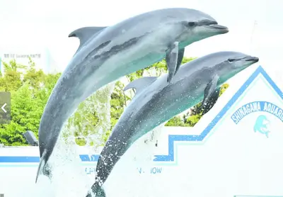 出典：https://www.aquarium.gr.jp/