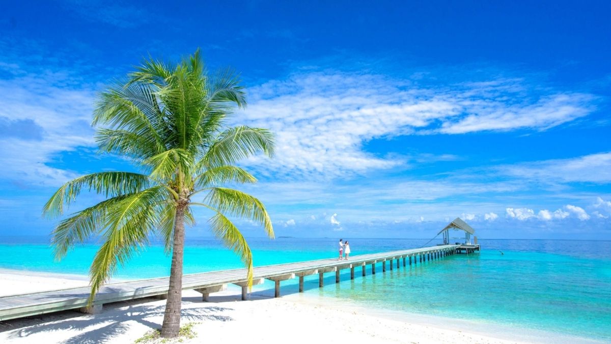 Palm Tree Near Body of Water