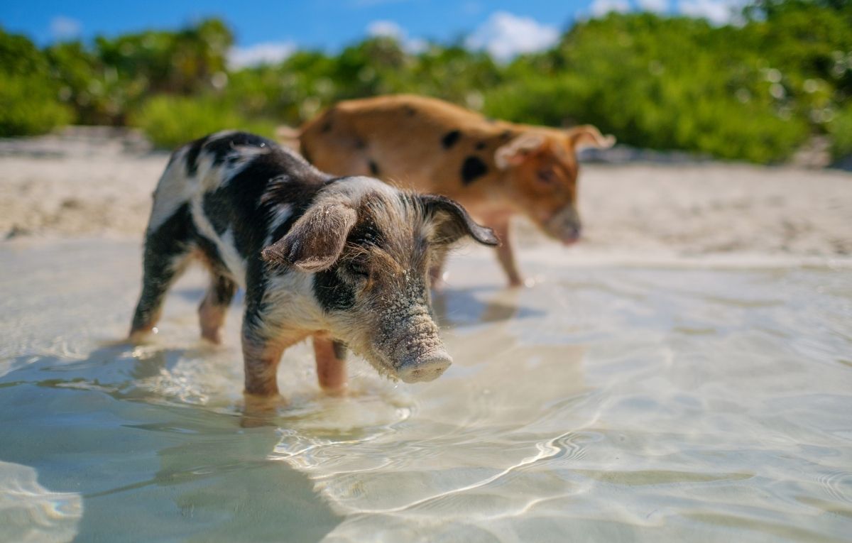 Wild, Swimming Piglets on Big Majors Cay in the Bahamas