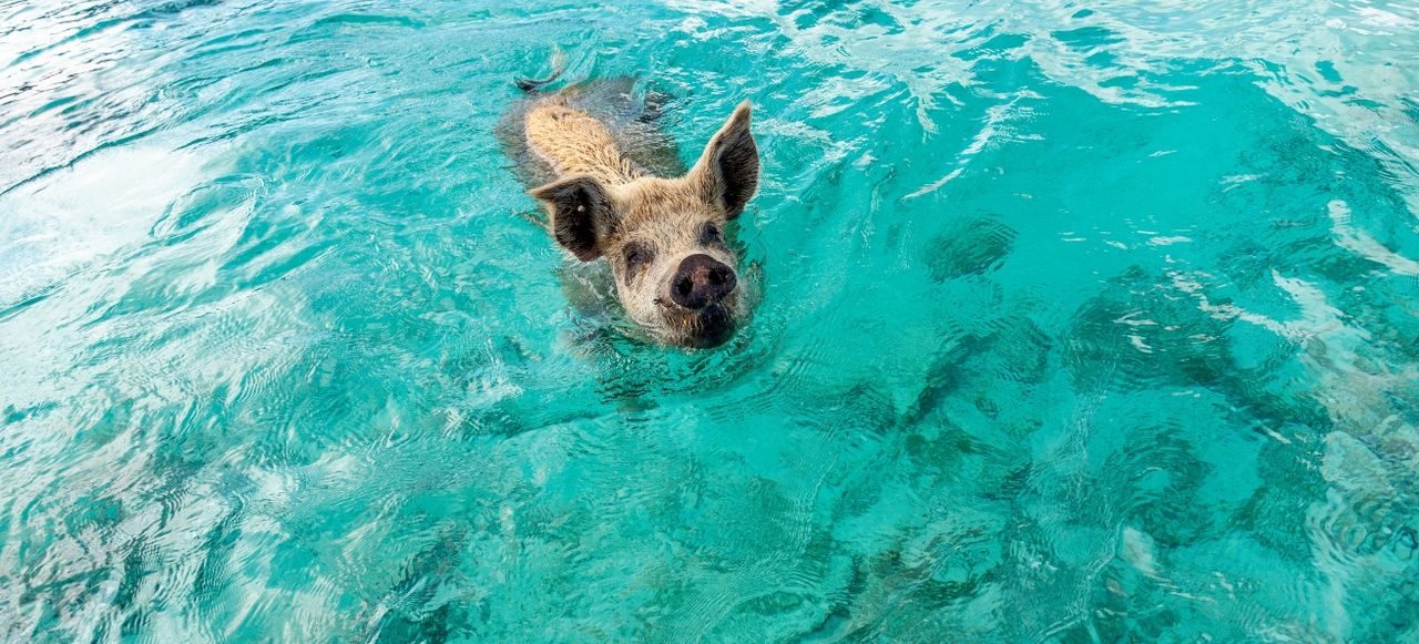 Swimming Pig at Staniel Cay, Bahamas