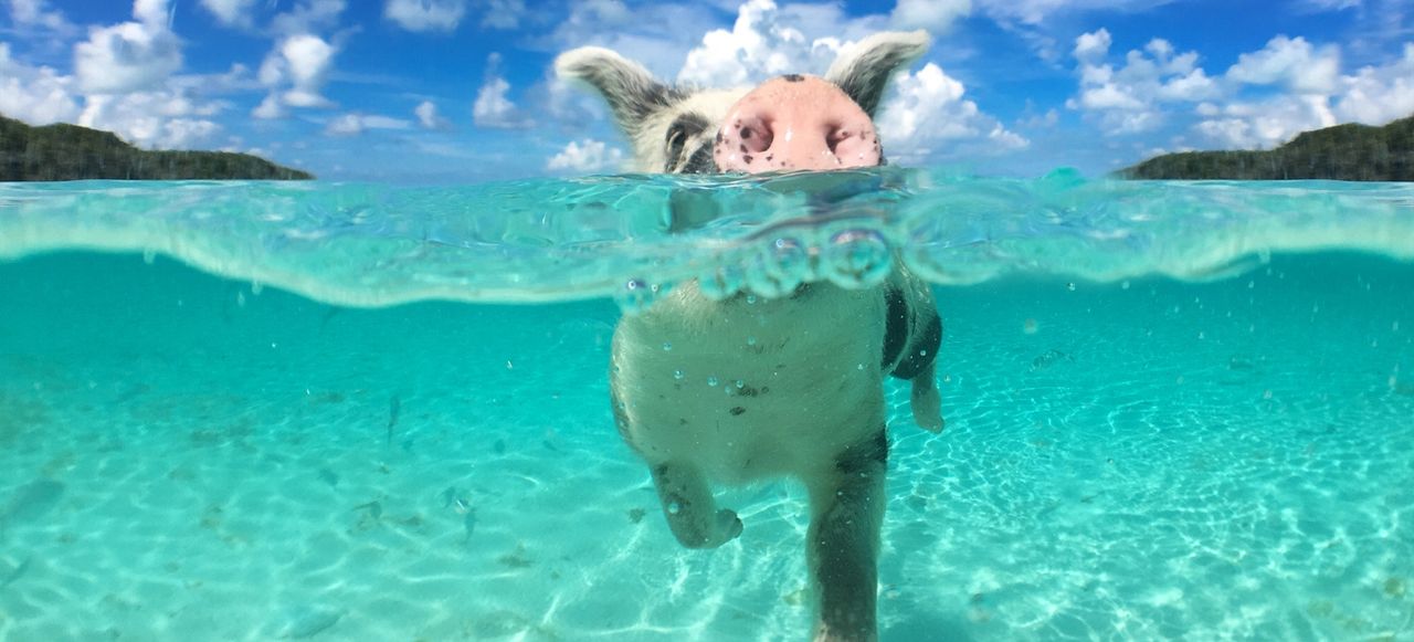 Wild, Swimming Pig on Big Majors Cay in the Bahamas
