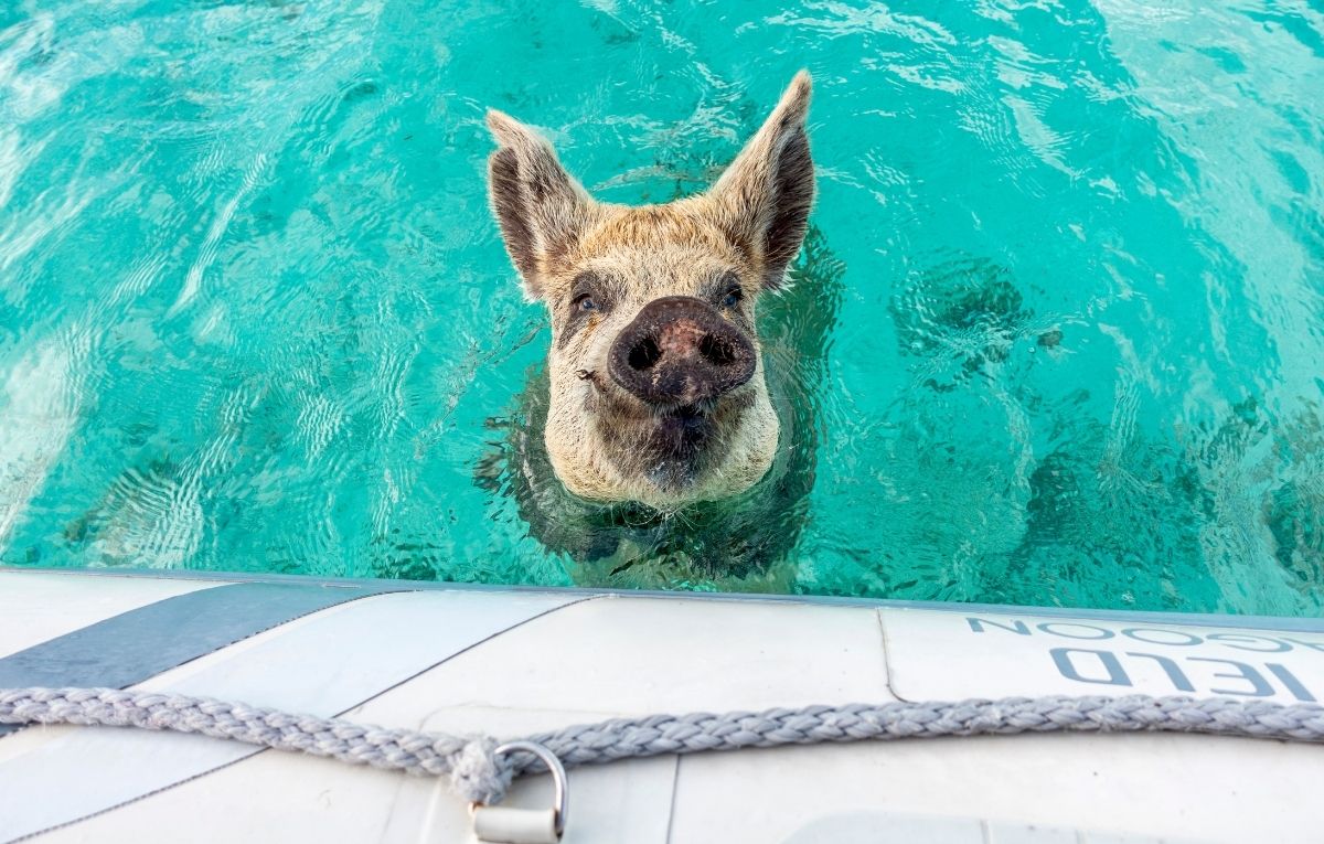 Swimming Pig at Staniel Cay, Bahamas