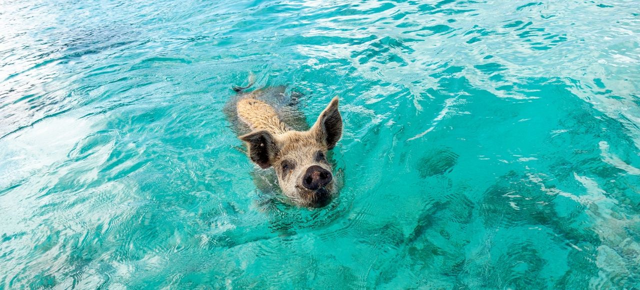 Swimming Pig at Staniel Cay, Bahamas