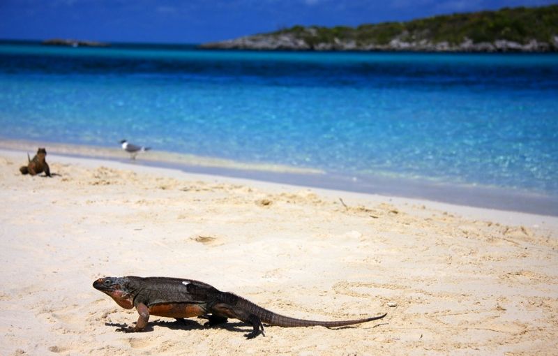 Allan's Cay Beach