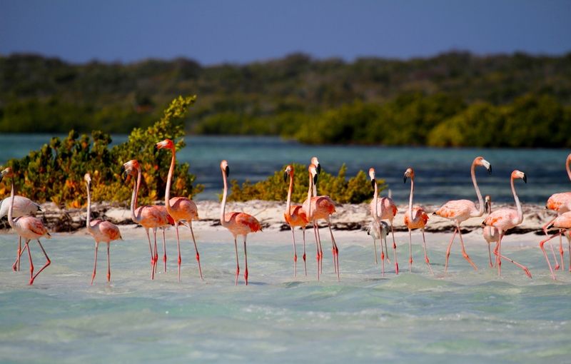 American Flamingo (Phoenicopterus ruber), Long Cay, Crooked Island, Bahamas