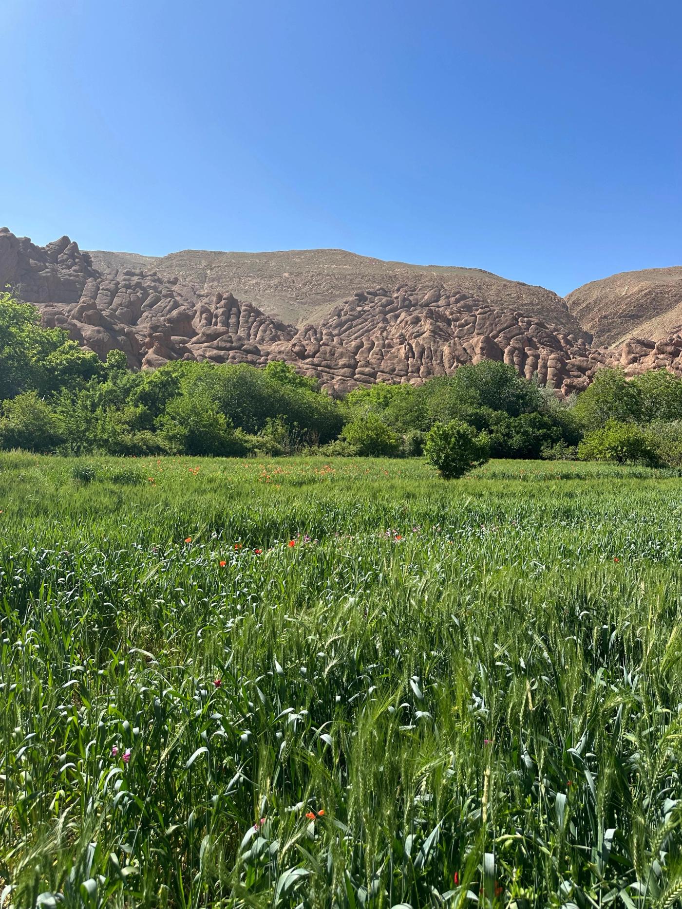 Campos verdes al pie de las montañas, en el sur de Marruecos.