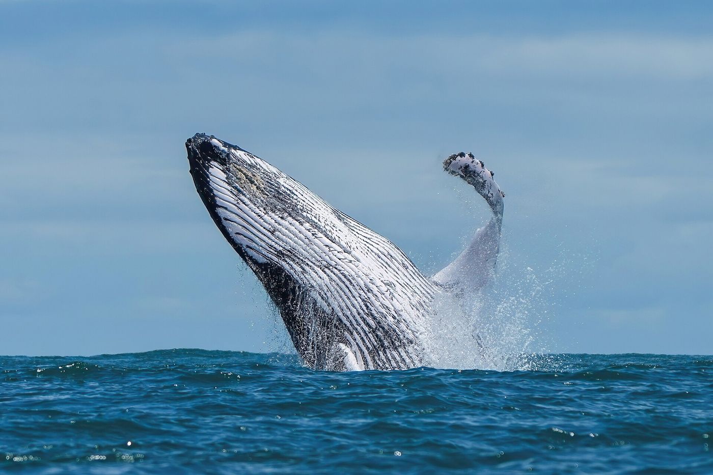 A humpback whale.