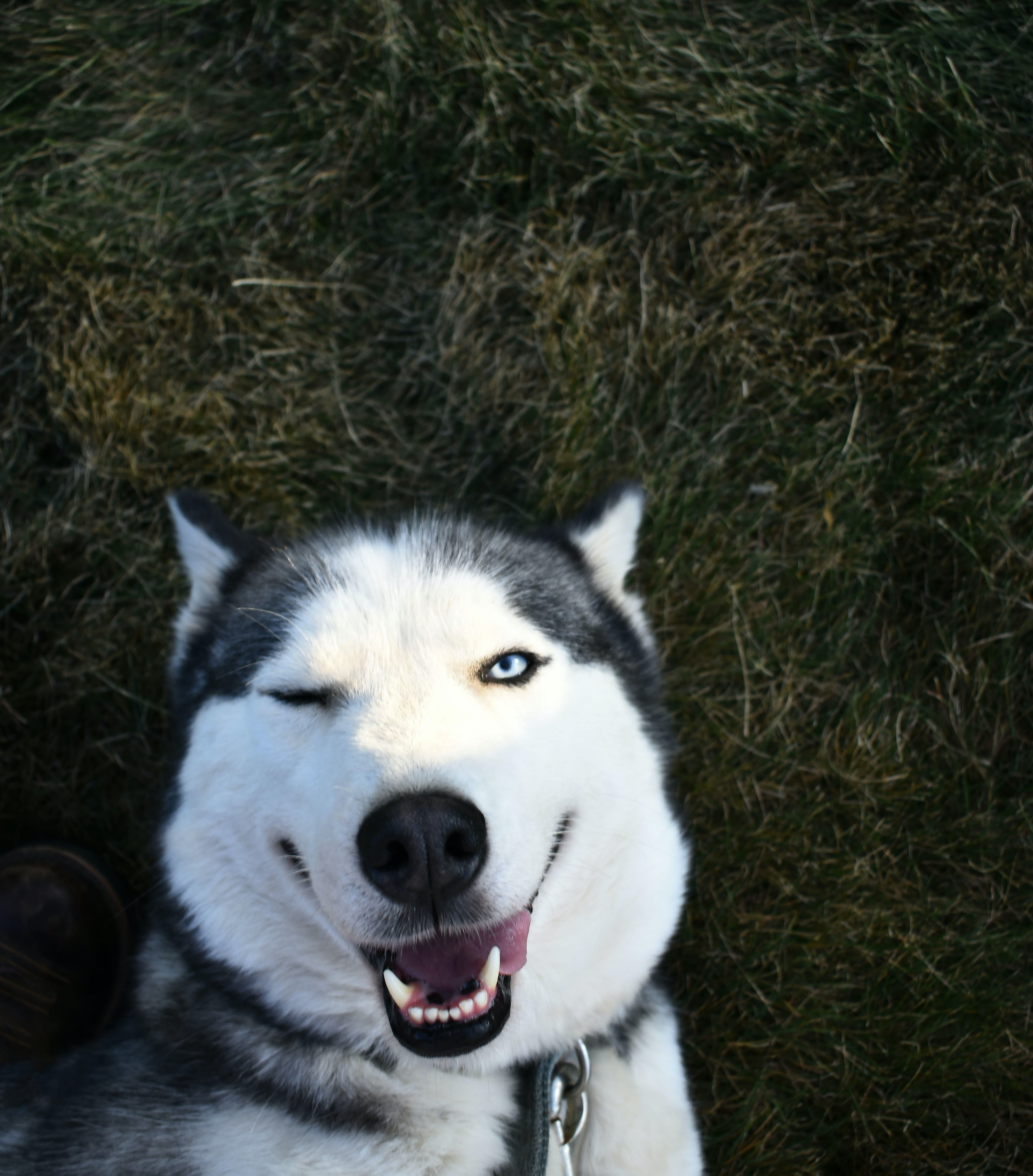 Dog in denim jacket