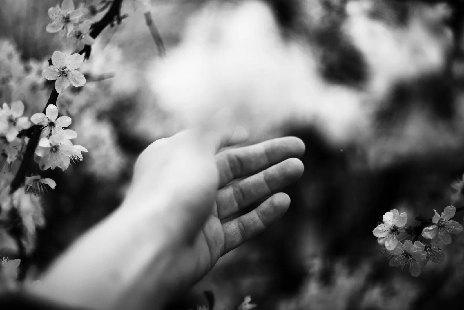 A hand reaching toward flowering branches, representing care and shared growth.