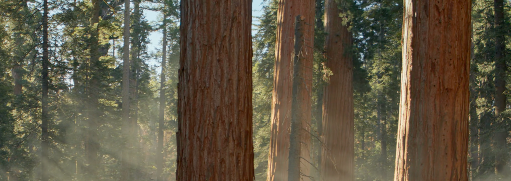 Dancing Trees