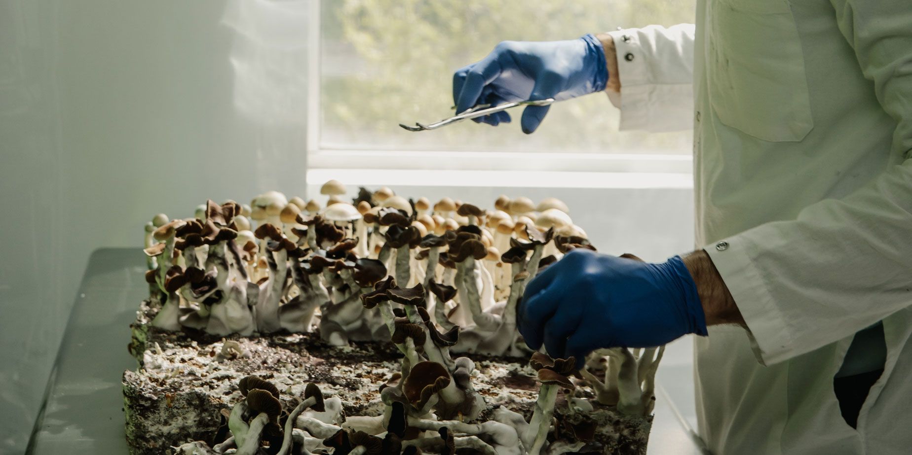 Rapidly Discovering and Extracting Natural Pharmaceuticals