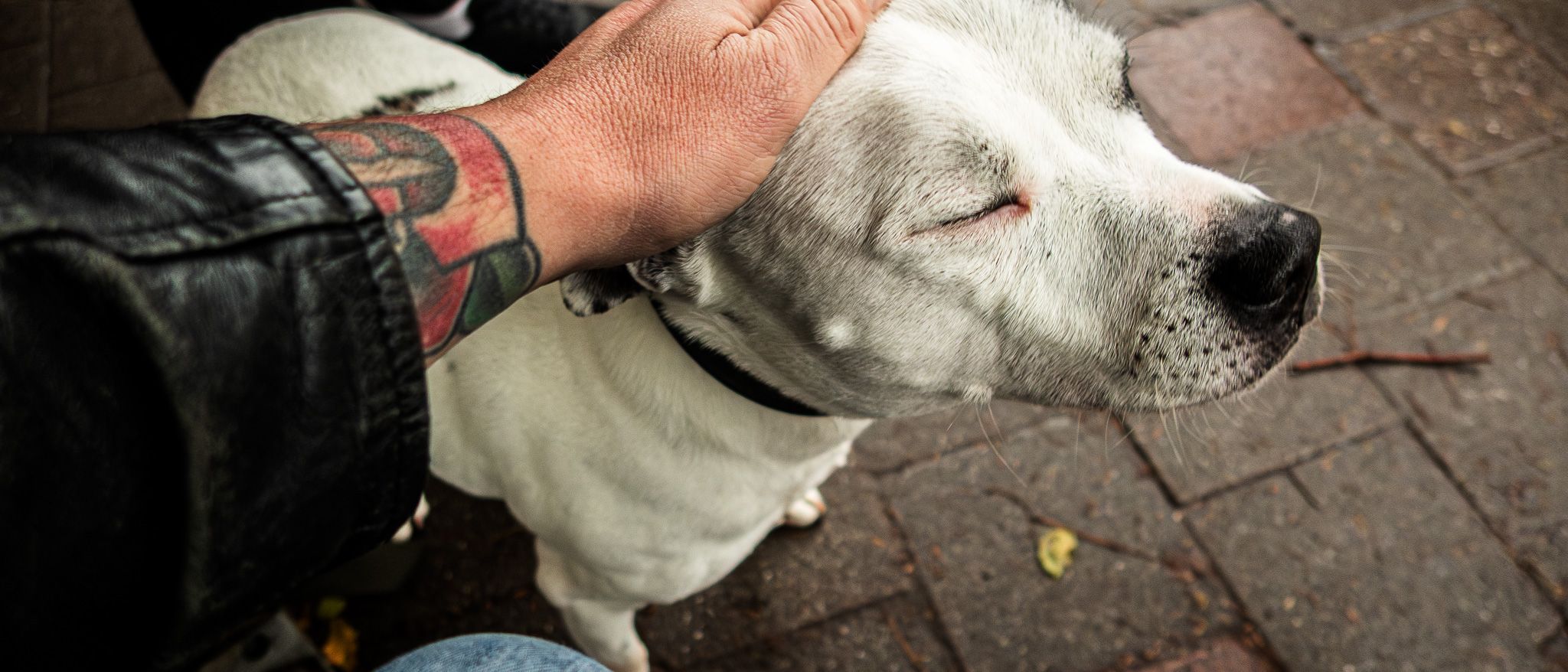 A white dog closing its eyes beneath a resting hand