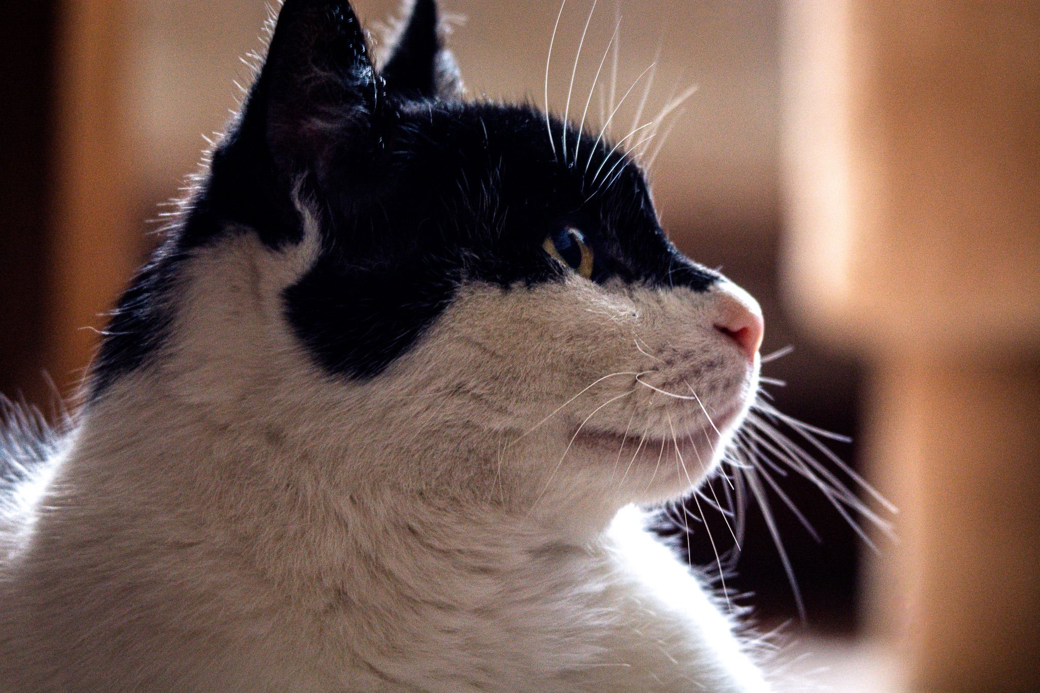 A black-and-white cat holding a calm sideward gaze in warm window light