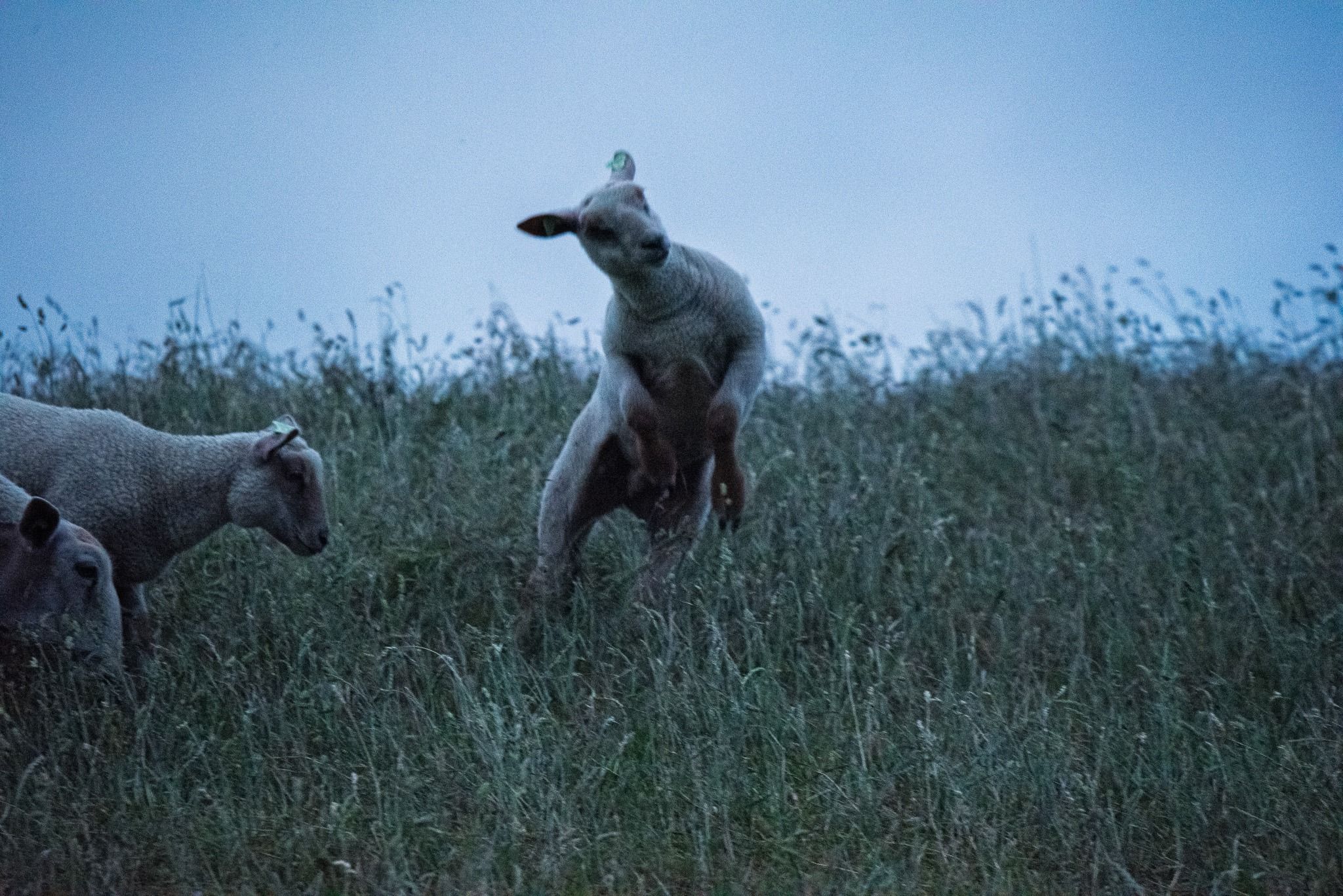 A sheep hangs in an impossible airborne posture above the field