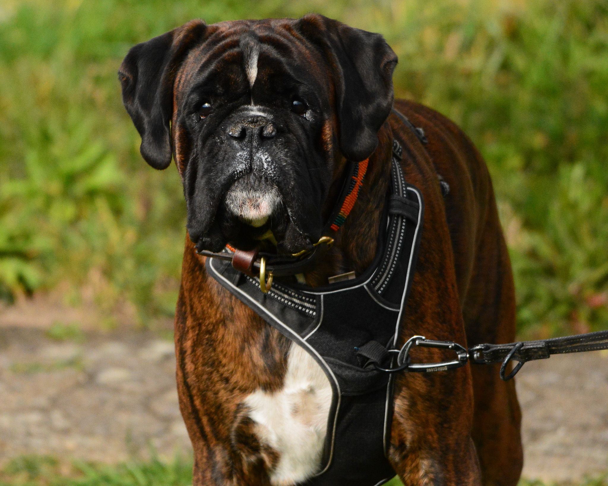 A brindle dog looking directly toward the photographer outdoors