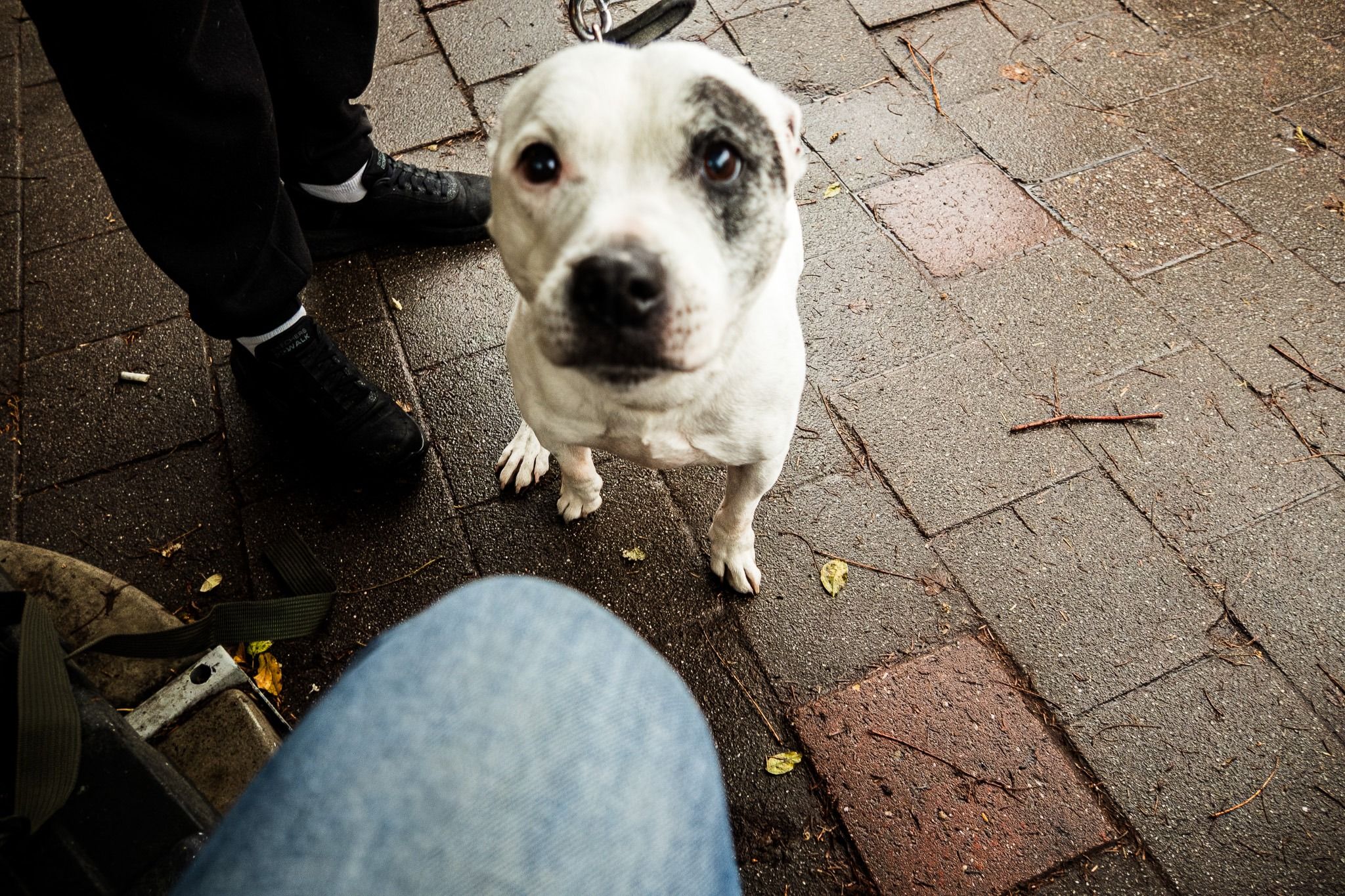 A white dog looking directly upward from close range