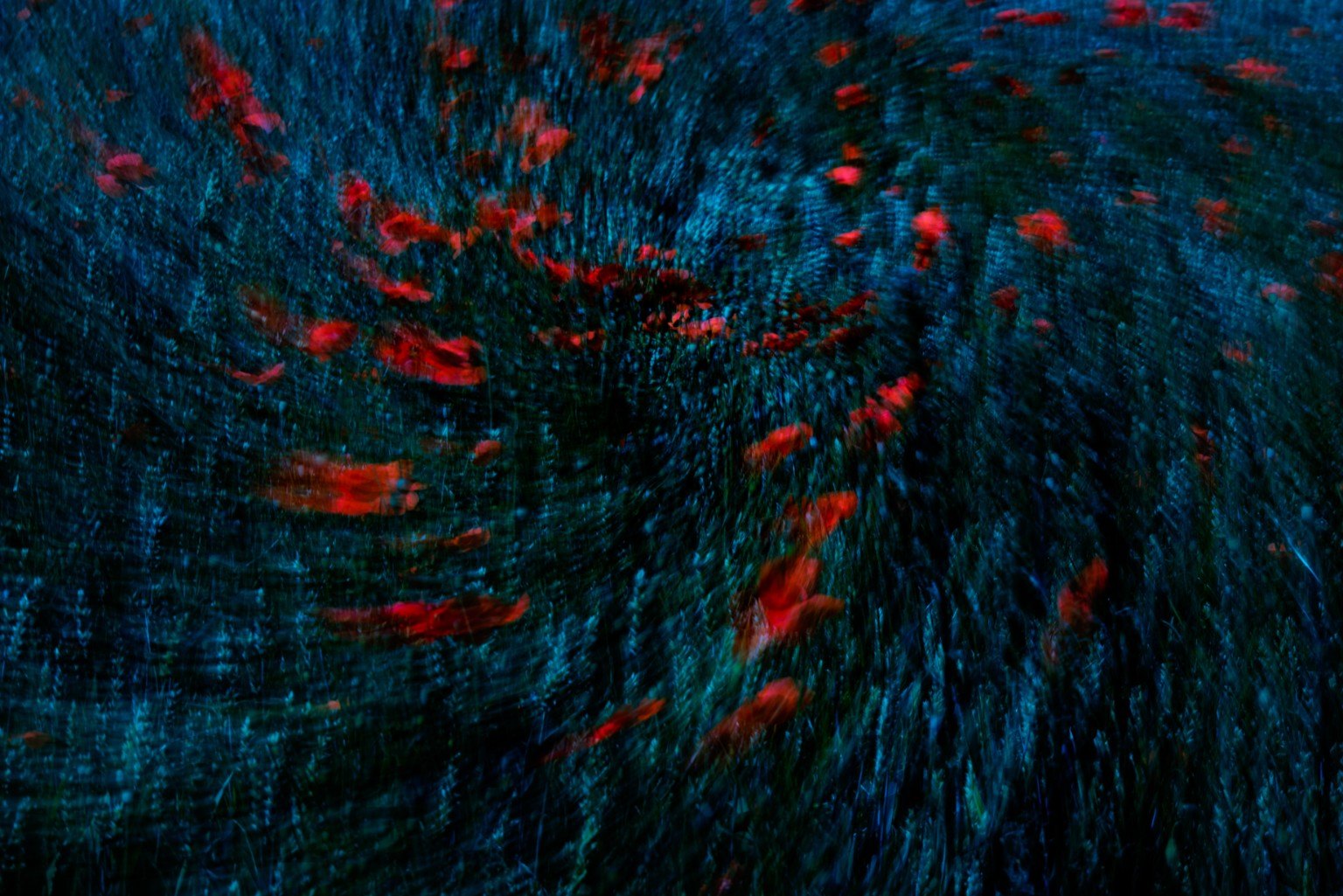 Red flower forms pulled into a blue and cyan motion field