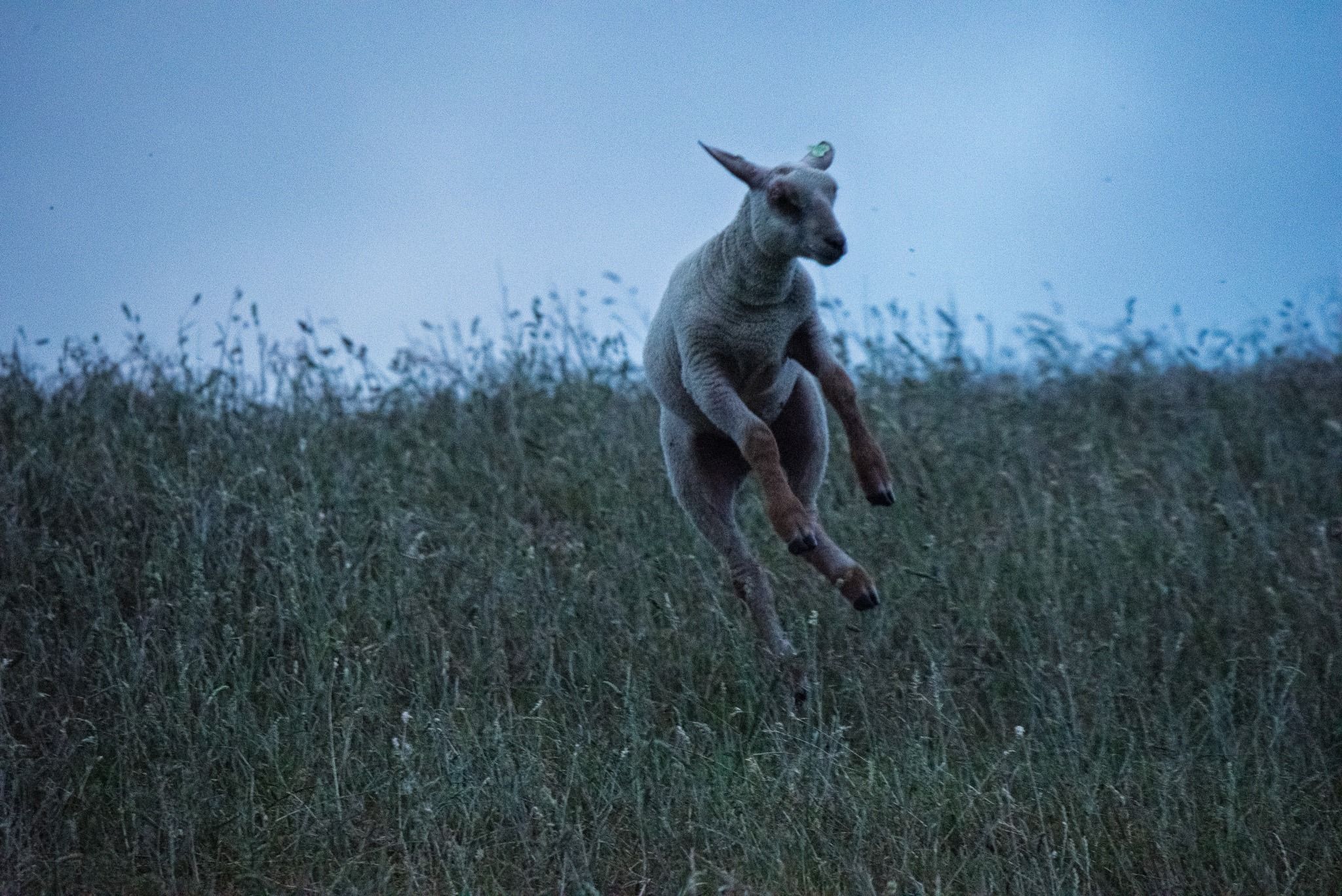 A sheep completes the movement and returns toward the field
