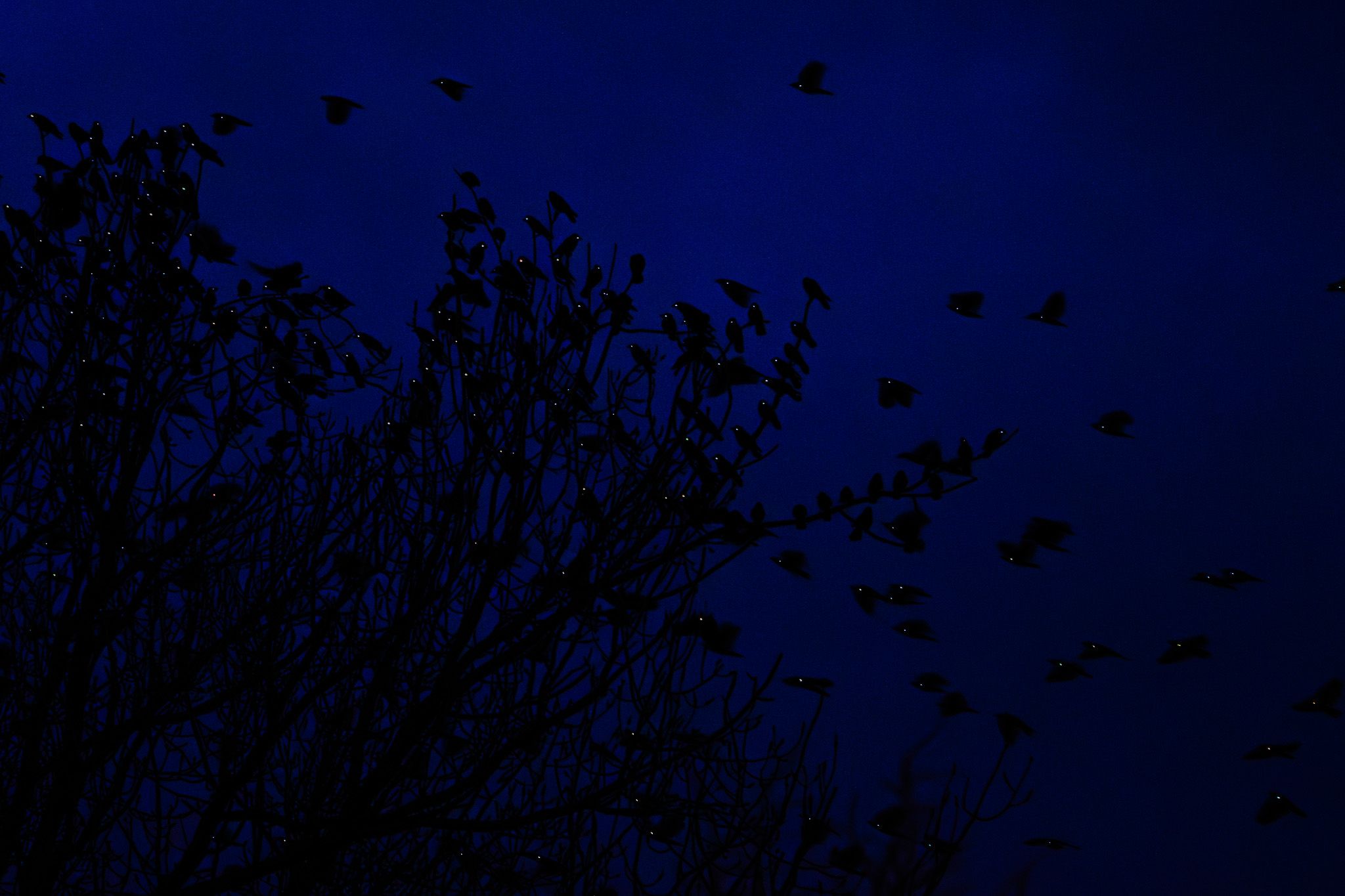 A large flock gathering and lifting from bare branches against a deep blue sky