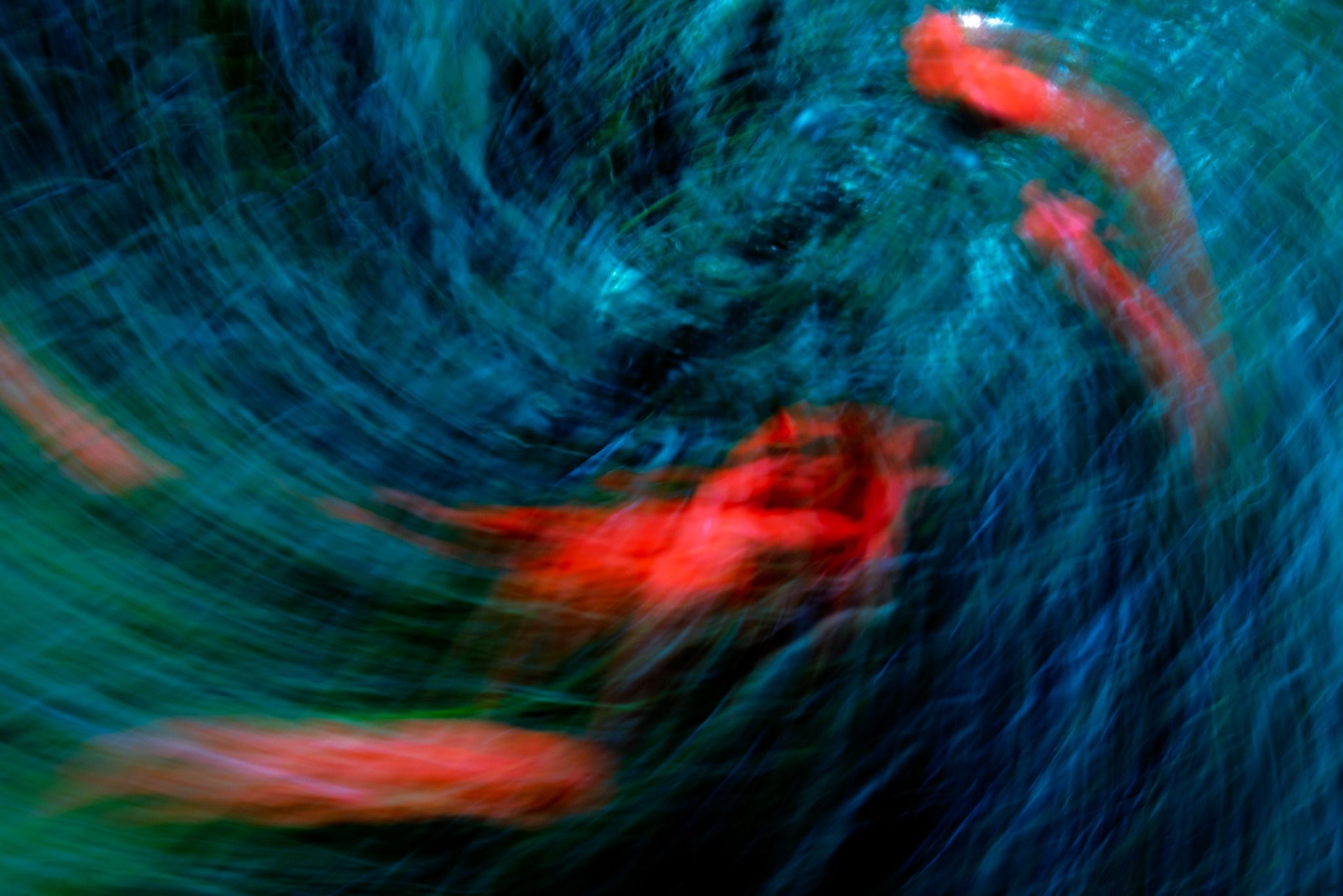 Red poppy forms dragged through a dense blue-green field by camera movement