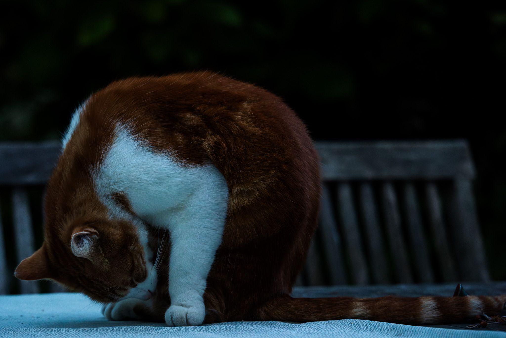 A red-and-white cat folding into its own quiet posture on a bench