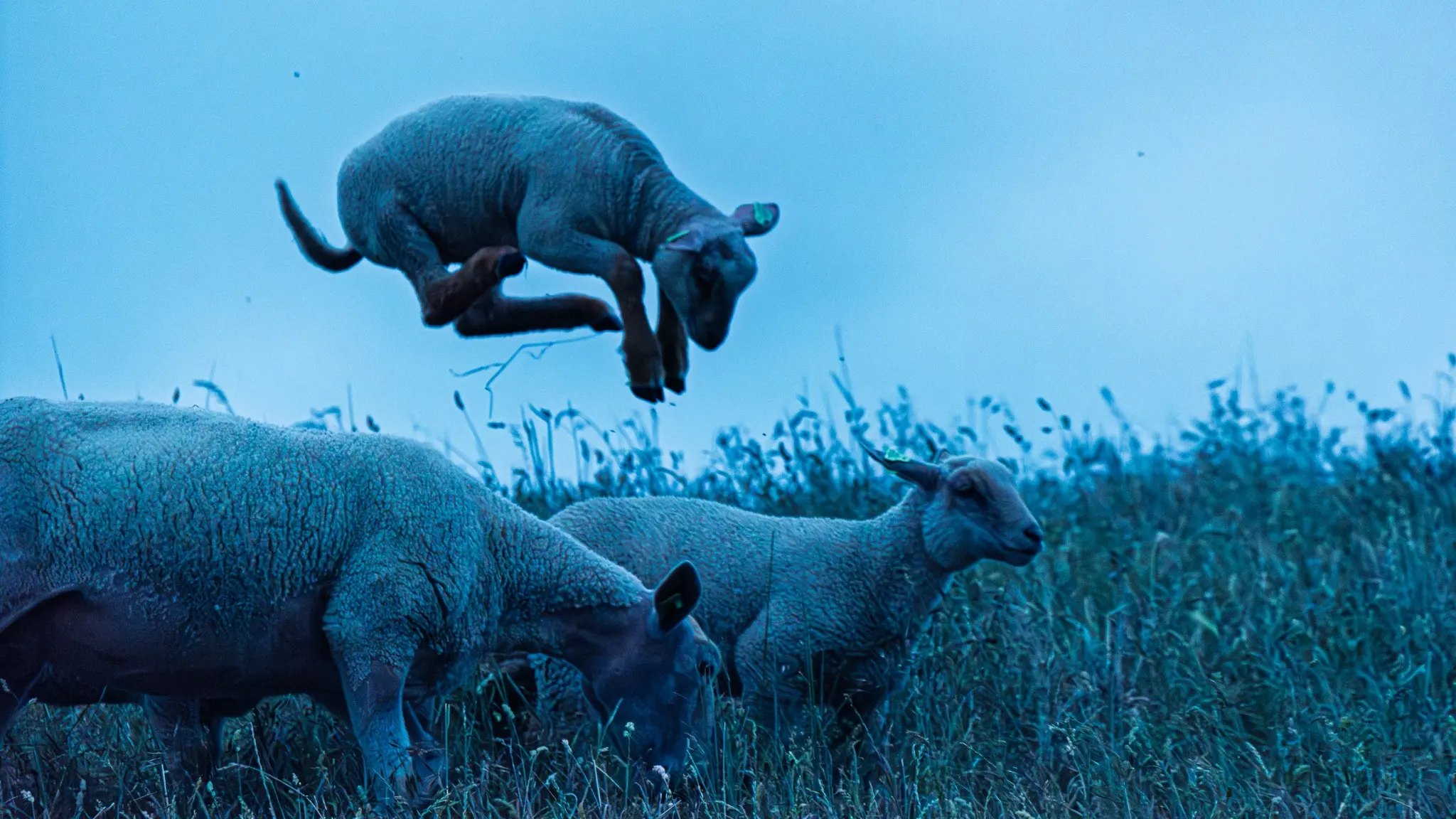 A sheep suspended mid-air above a flock in a blue field