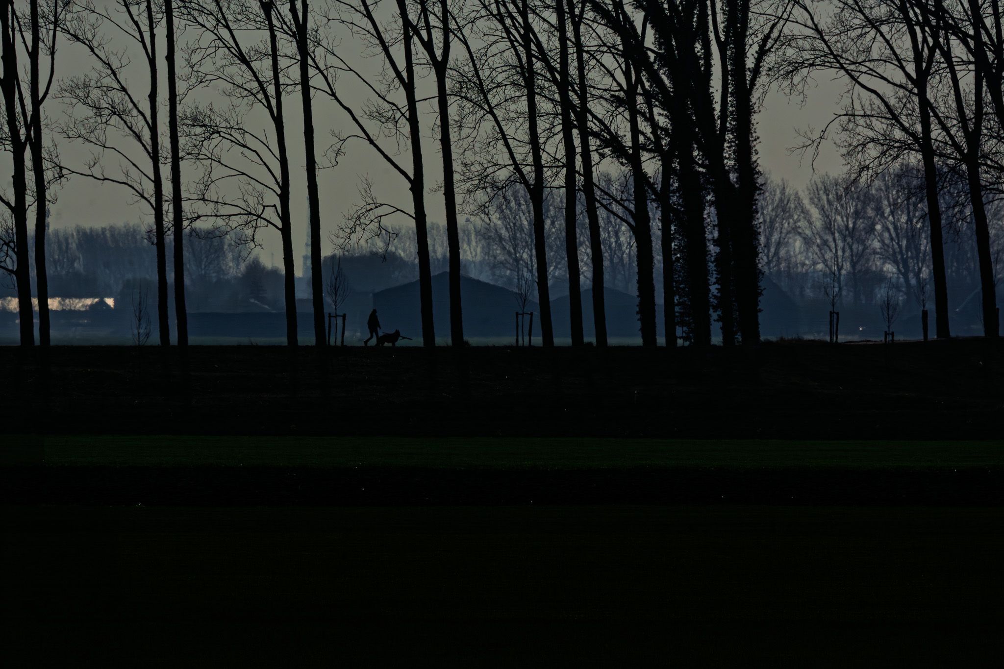 A person and dog moving together as silhouettes between winter trees