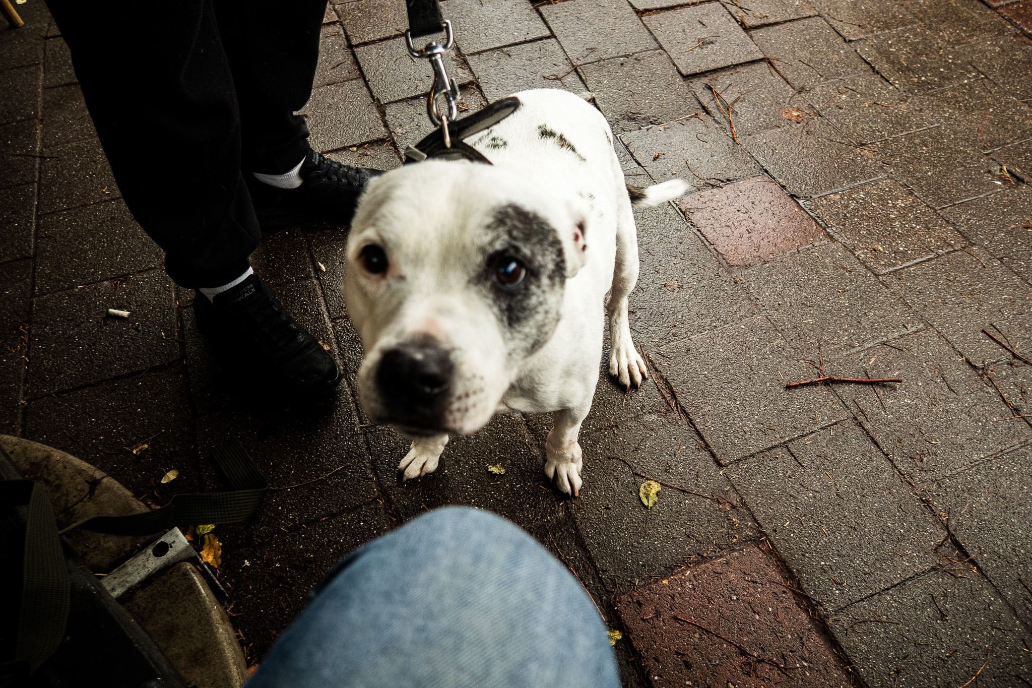 A white dog moving closer while keeping eye contact