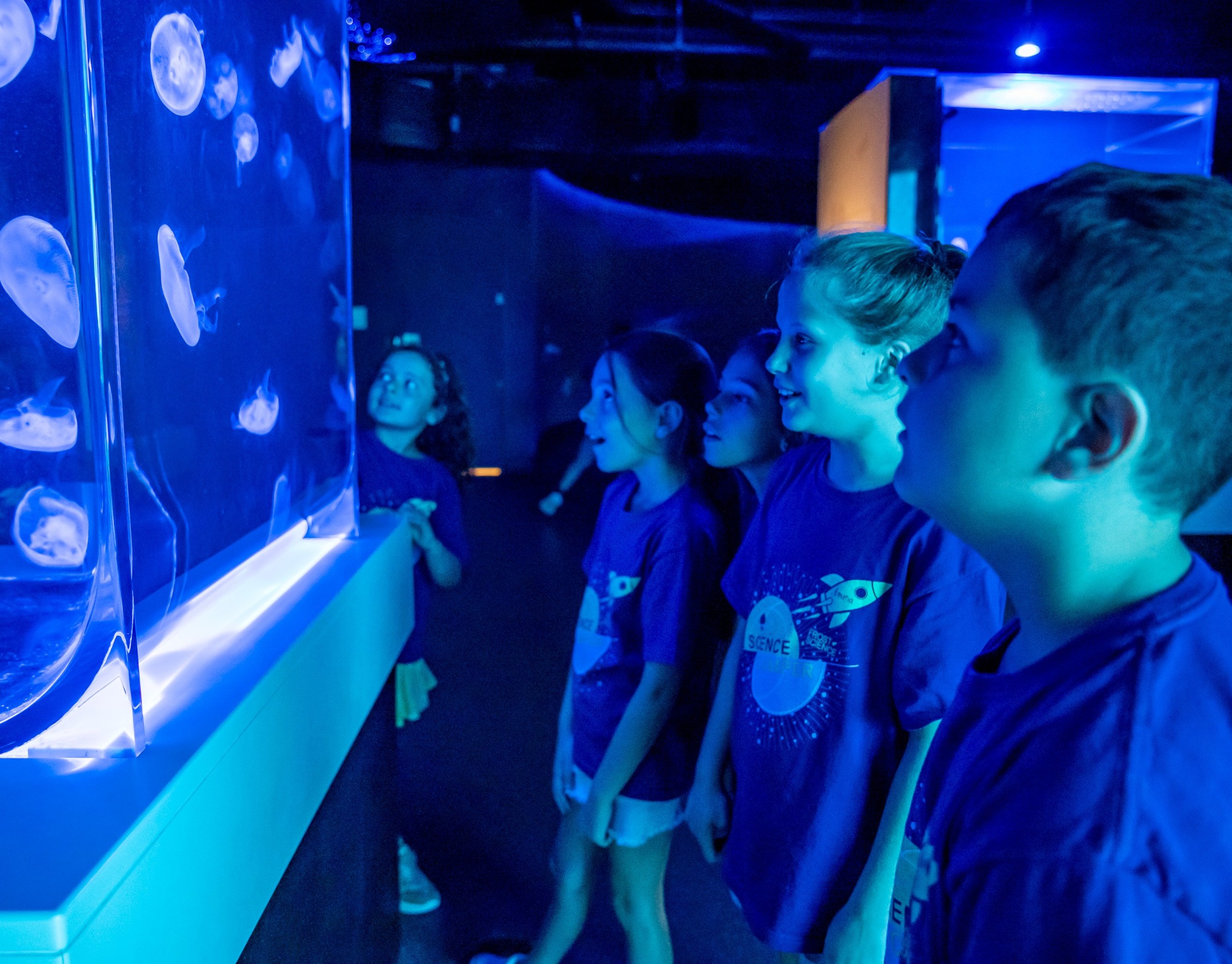 Children watching jellyfish in the aquarium at the Frost Museum of Science