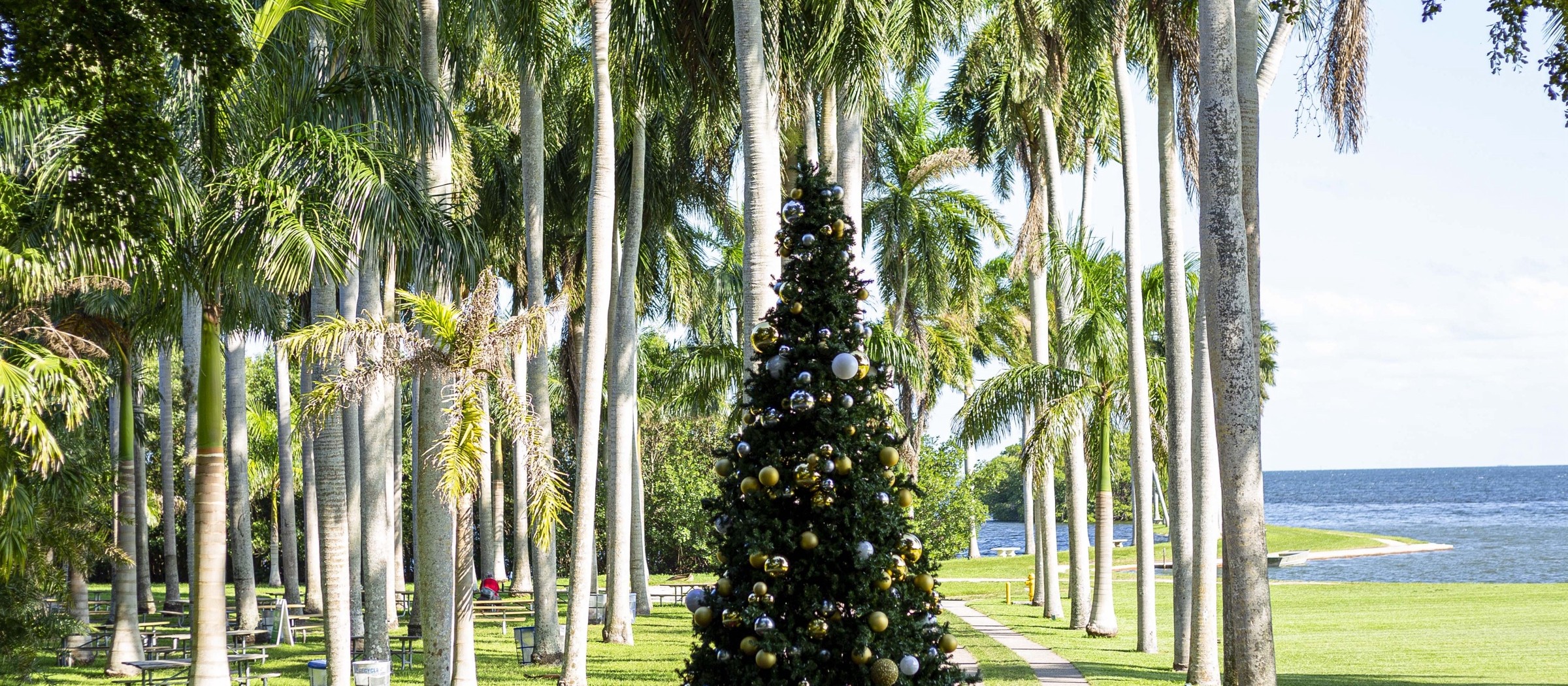 Un árbol de Navidad decorado en el césped entre altas palmas reales, con la bahía de Biscayne al fondo