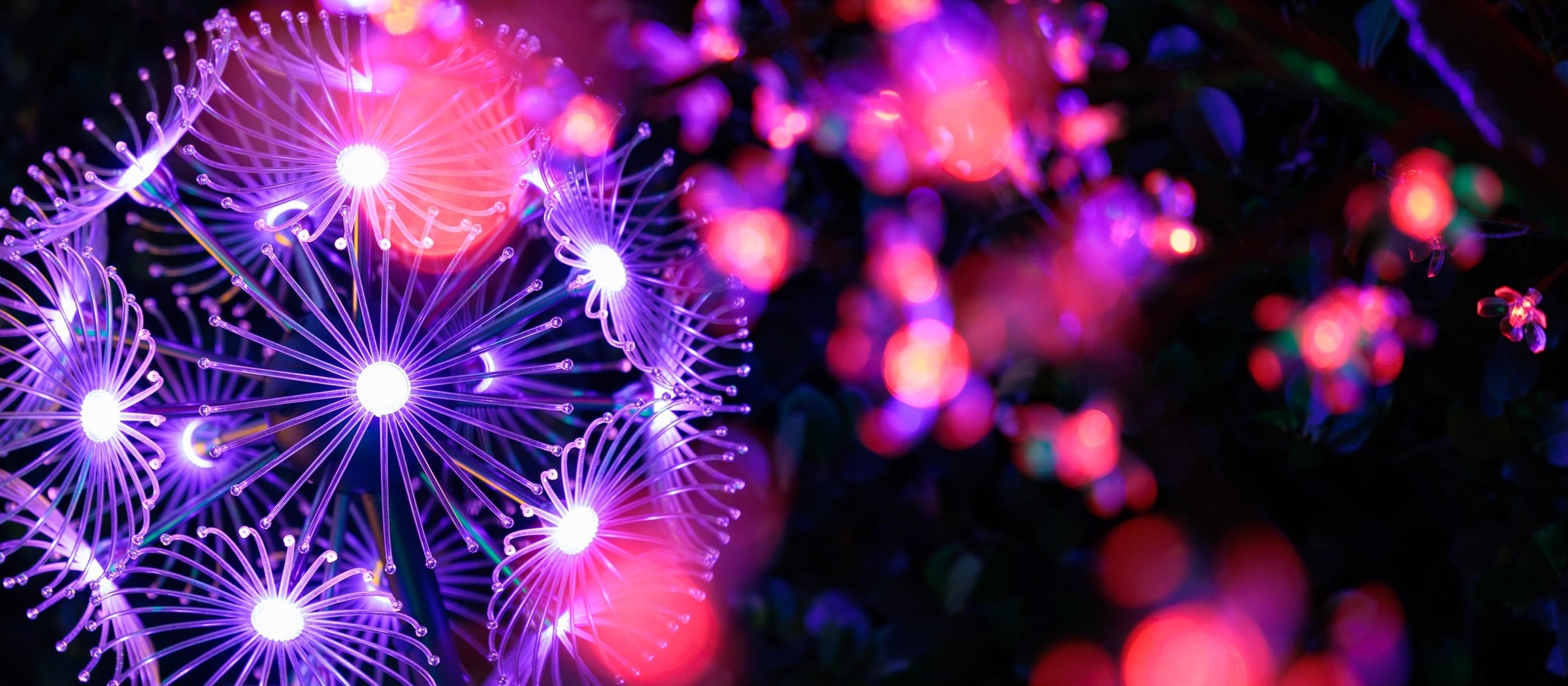 Glowing purple and pink light sculptures shaped like dandelion puffs at Zoo Lights