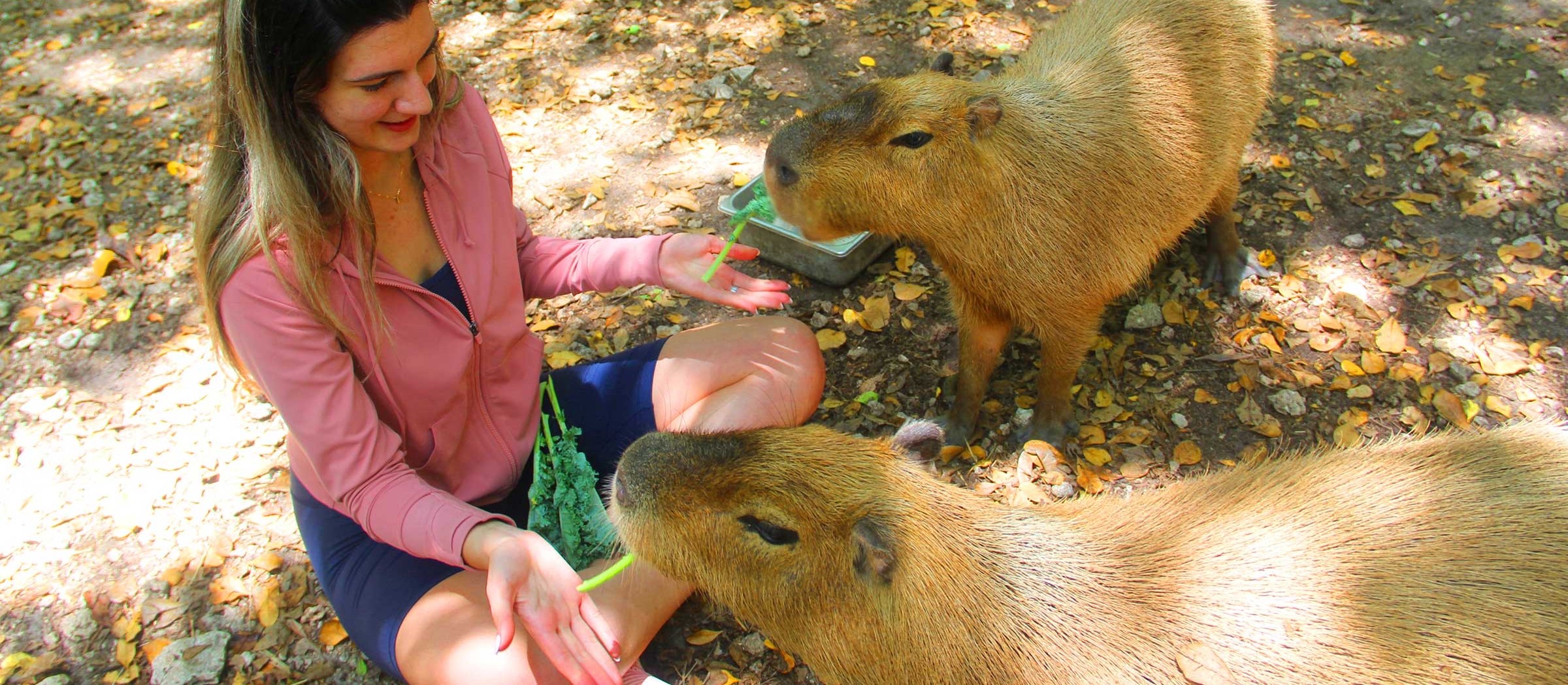 Una visitante da de comer a dos capibaras en un sendero con sombra de Jungle Island