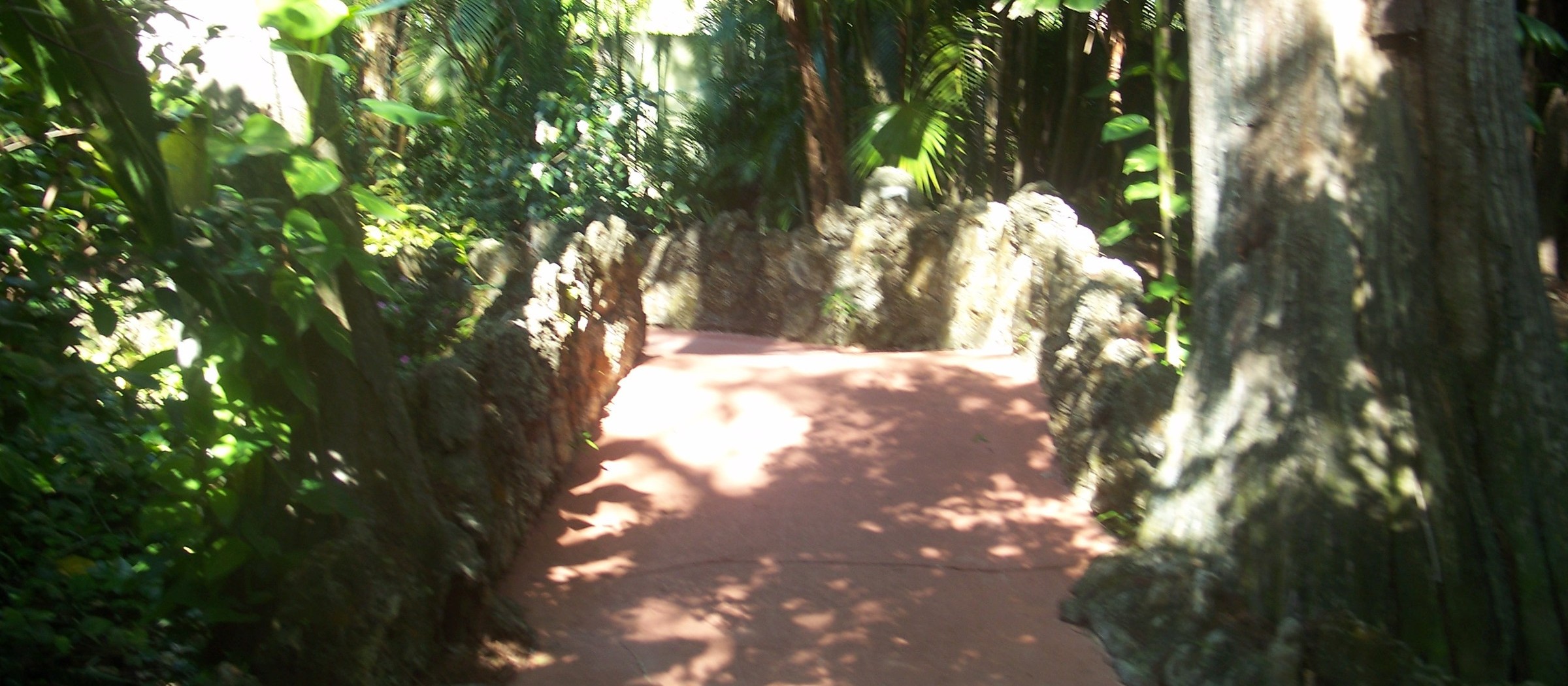 A shaded stone path between tropical plants at Pinecrest Gardens