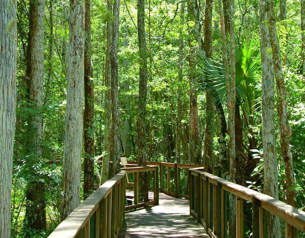 The boardwalk through the woods at the Ah-Tah-Thi-Ki Museum in the Everglades