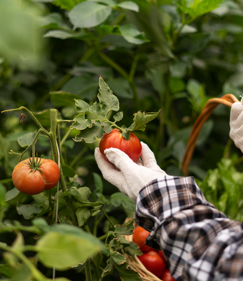 Horticulture application