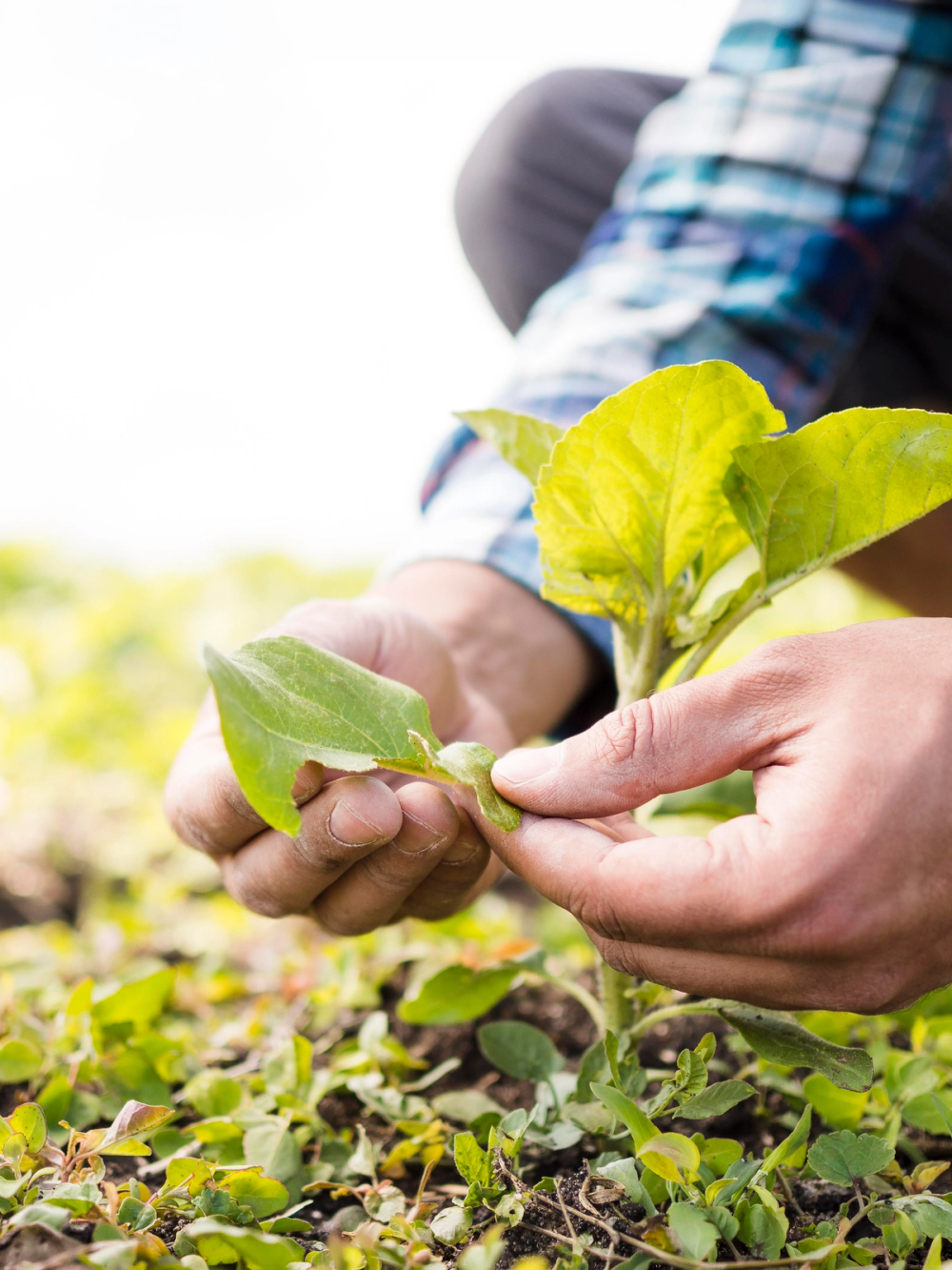 Agriculture / Soil application