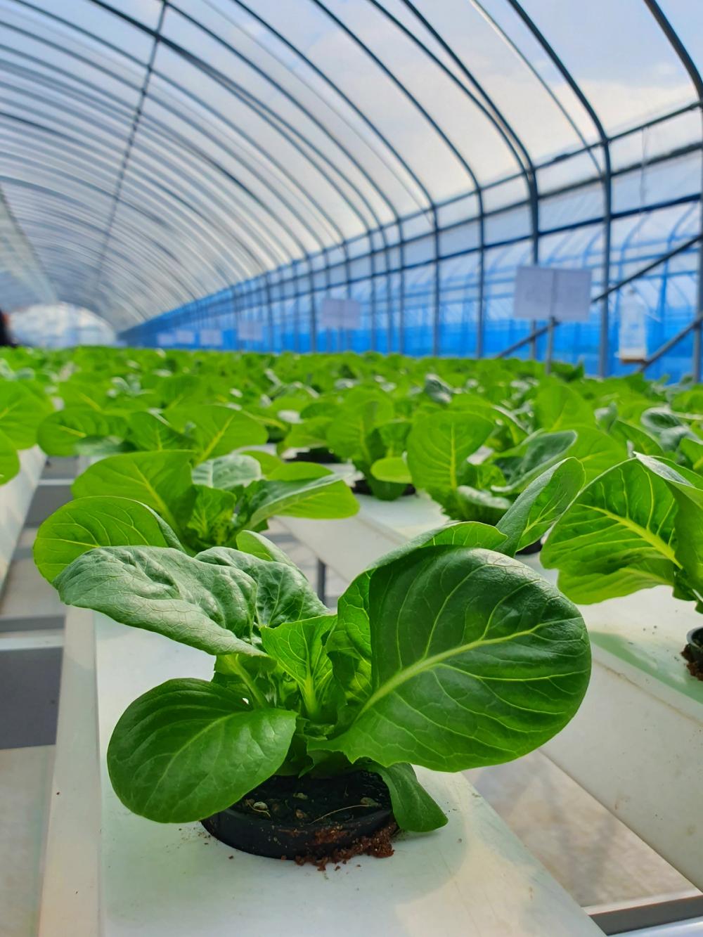 Hydroponics application