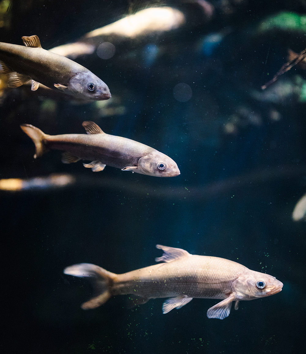Aquariums application