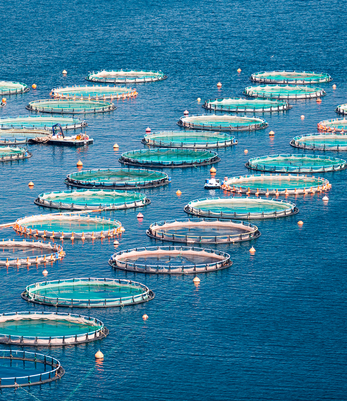 Aquaculture