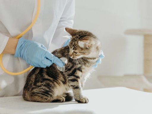 Wie werde ich Tierarzt?