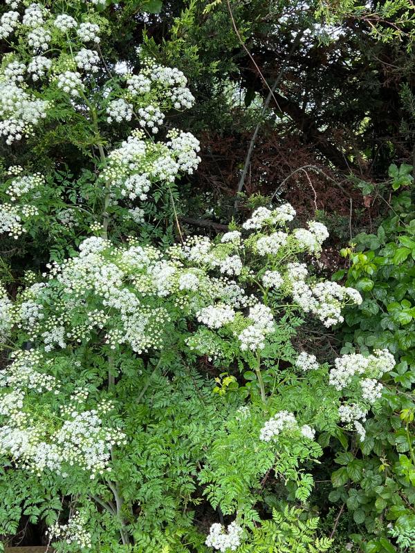 Cow parsley on the nature reserve
